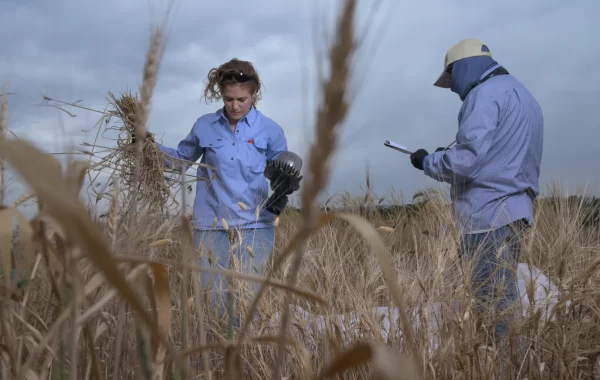 IAS_RobotFenotipado_5